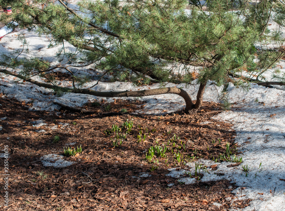 A forest clearing in early spring with snowdrops blooming A forest clearing in early spring with snowdrops blooming