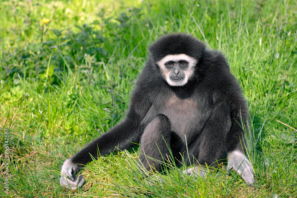 Closeup of white-handed gibbon or white-handed gibbon (Hylobates lar), sitting on grass seen from front Closeup of white-handed gibbon or white-handed gibbon (Hylobates lar), sitting on grass seen from front