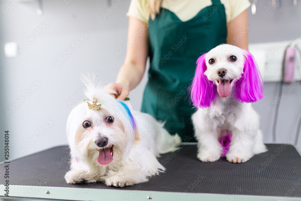 Maltese dogs at grooming salon. Groomer dyeing dog s hair using