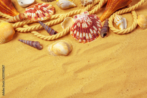 Seashells on sand. Sea summer vacation background