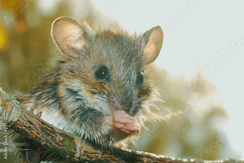 wood mouse