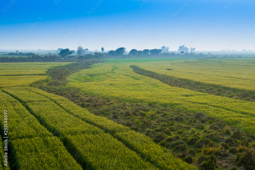 Fototapeta premium landscape,green fields with blue sky.