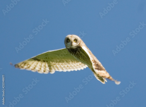 owl