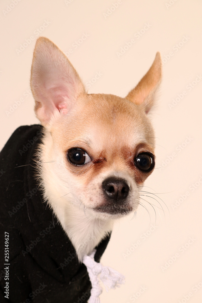 chihuahua in front of white background