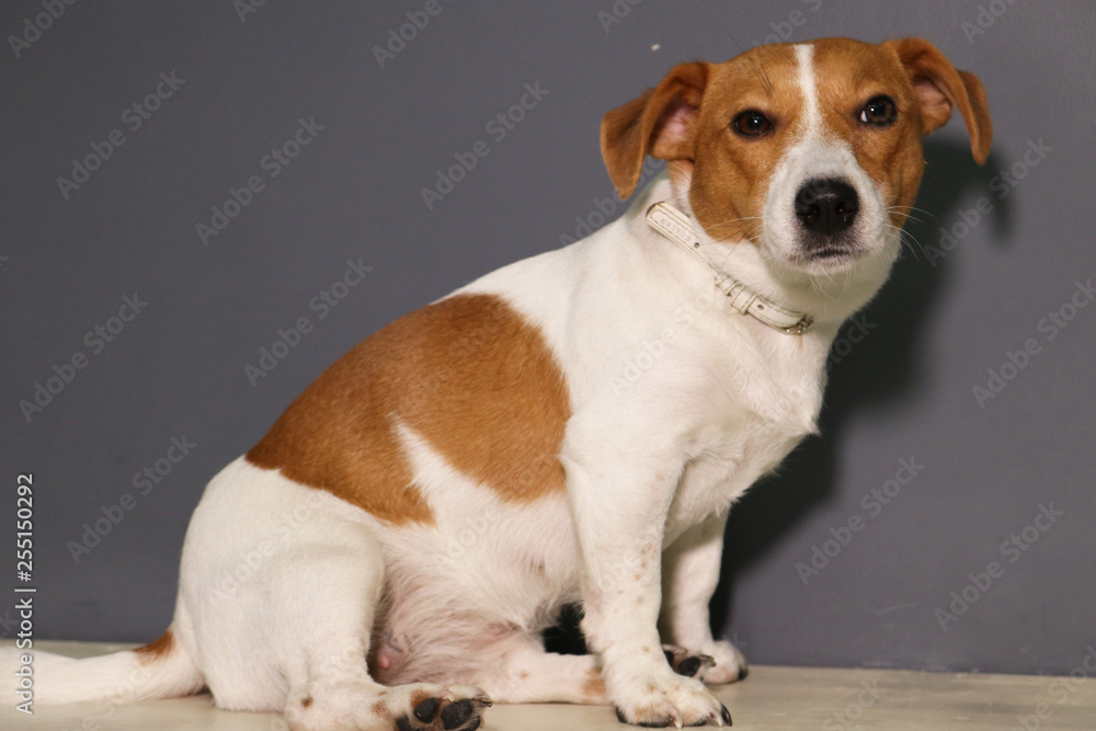 jack russell terrier sitting on white background