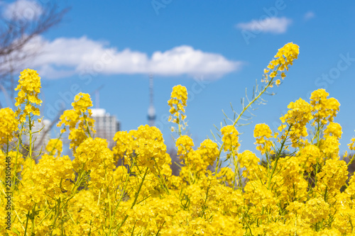 菜の花と青空