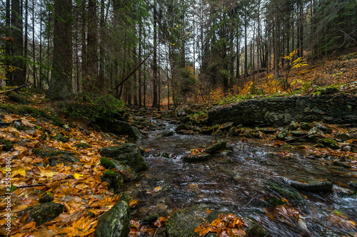 A small river in the autumn forest on the slopes of the Krkonose Mountains (Giant Mountains). Czech Republic.
