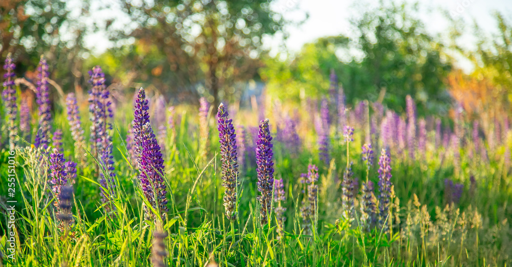 Fototapeta premium Flower field at sunset. Spring purple and pink lupine flowers in green grass.