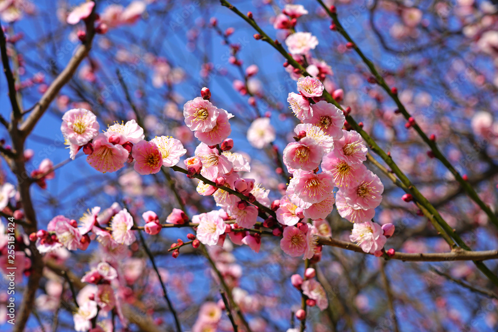 Pink flower blooms of the Japanese ume apricot tree, prunus mume, in winter in Miyajama, Japan Pink flower blooms of the Japanese ume apricot tree, prunus mume, in winter in Miyajama, Japan