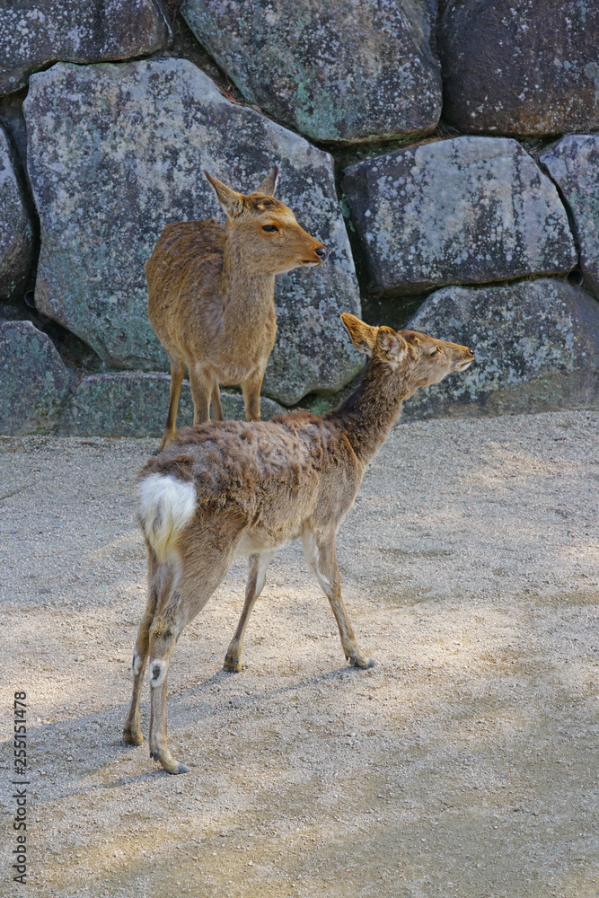 Day view of wild deer on the street on the island of Itsukushima (Miyajima), Japan Day view of wild deer on the street on the island of Itsukushima (Miyajima), Japan