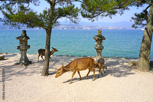 Day view of wild deer on the street on the island of Itsukushima (Miyajima), Japan