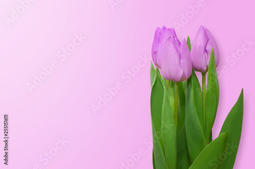 Pink tulips on a pink background. © Tetiana