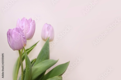 Fototapeta Naklejka Na Ścianę i Meble -  Lilac tulips on a beige background.