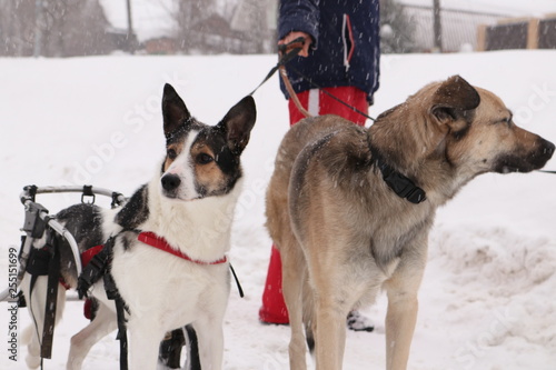 two dogs desabled in the snow photo