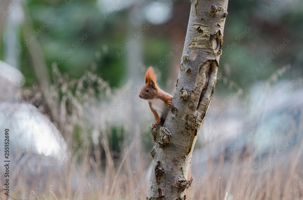 RED SQUIRREL - Small clever red animal in a spring city park