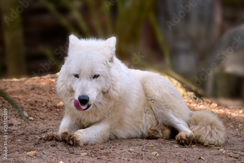 Arctic Wolf  Canis lupus arctos  lying on ground and putt out the tongue