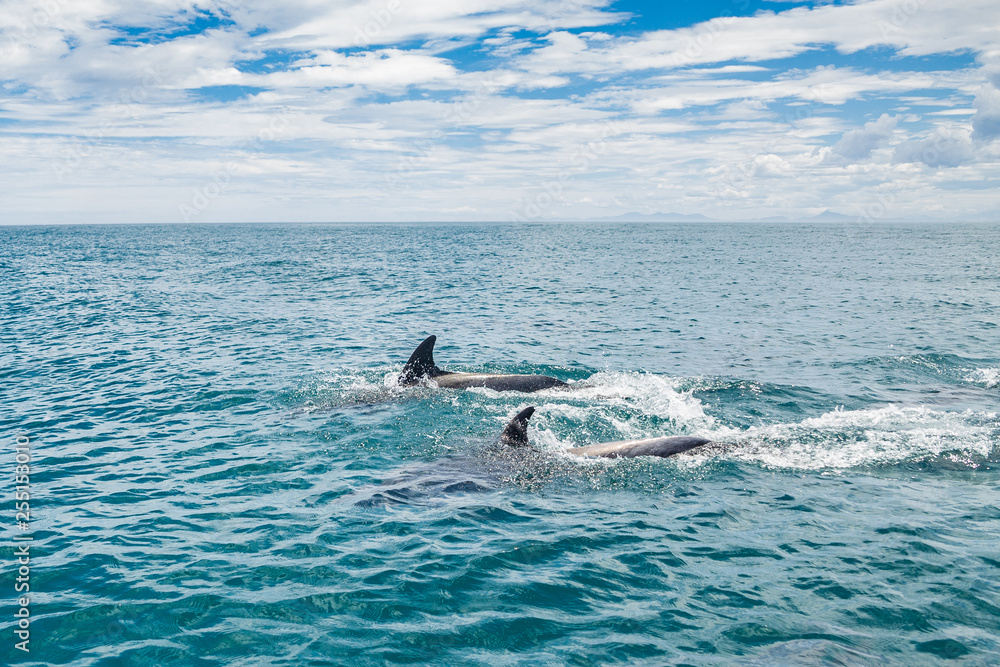 Fototapeta premium dolphins navigating the coast of 