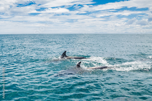 dolphins navigating the coast of "arraial do cabo", rio de janeiro, brazil.