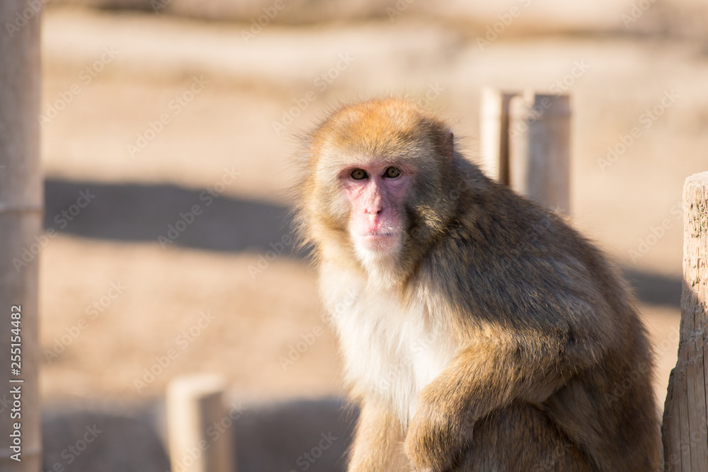 Fototapeta premium 動物園のかわいいニホンザル