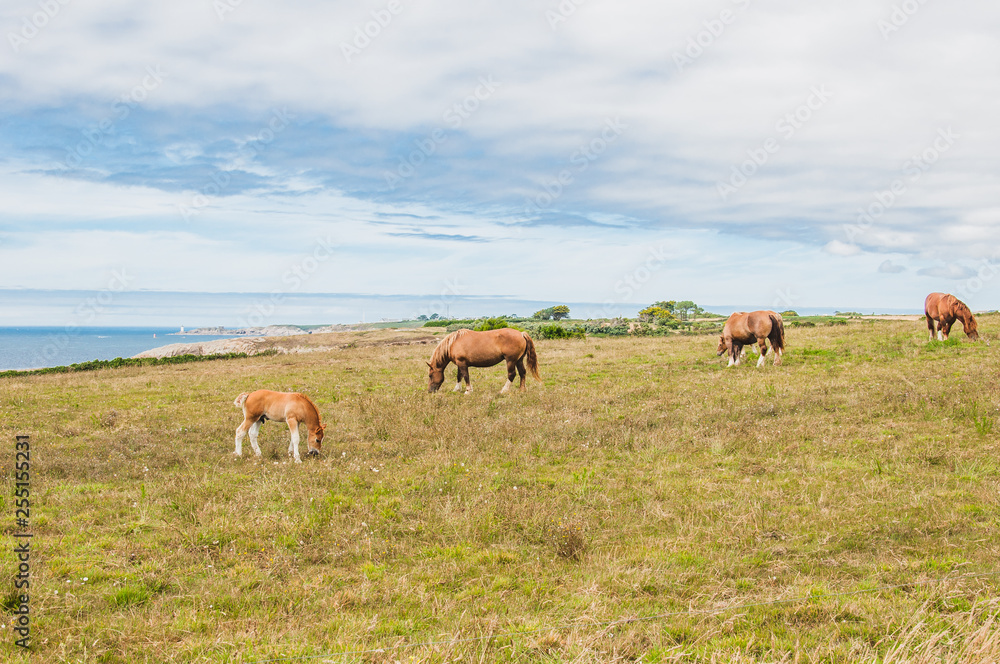 Horse grazing grass at Pointe Saint-Mathieu in Plougonvelin in Finistere