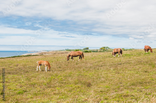 Horse grazing grass at Pointe Saint-Mathieu in Plougonvelin in Finistere