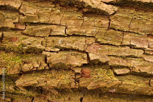 Baum Rinde Bark 