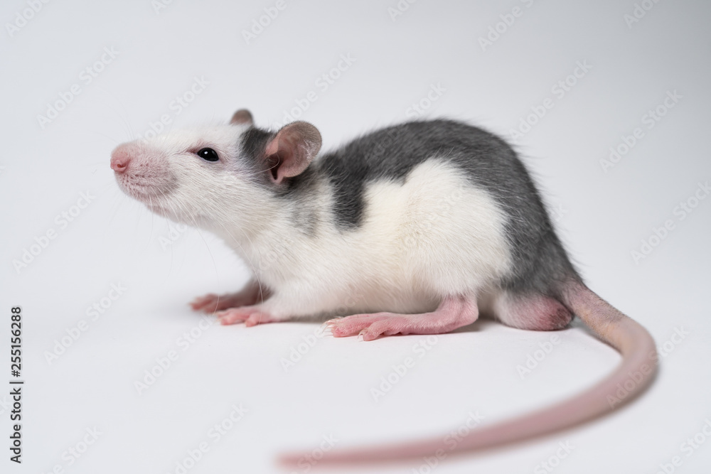 Beautiful rat isolated on white background. Home Mouse symbol 2020 new year Beautiful rat isolated on white background. Home Mouse symbol 2020 new year