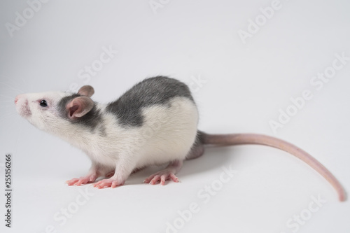 Beautiful rat isolated on white background. Home Mouse symbol 2020 new year © filin174