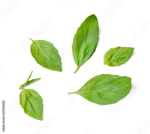 A few leaves of fresh fragrant basil. White isolated background. View from above.