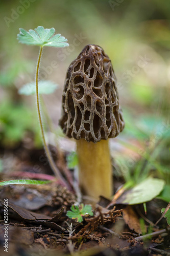 Morilla (Morchella sp.)