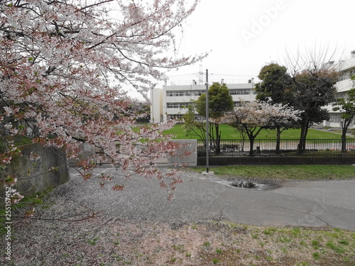 学校前の桜
