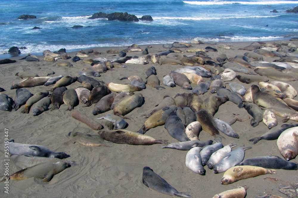 Elephant seals sleeping on beach in Elephant Seal Vista Point, San Simeon, California, USA Elephant seals sleeping on beach in Elephant Seal Vista Point, San Simeon, California, USA
