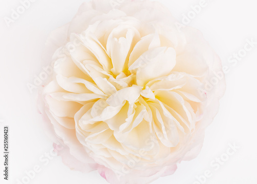 Beautiful perfect white rose flower head close up