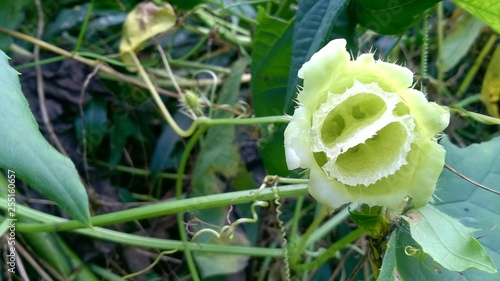 squirting cucumber, ecballium, decorative plant photo