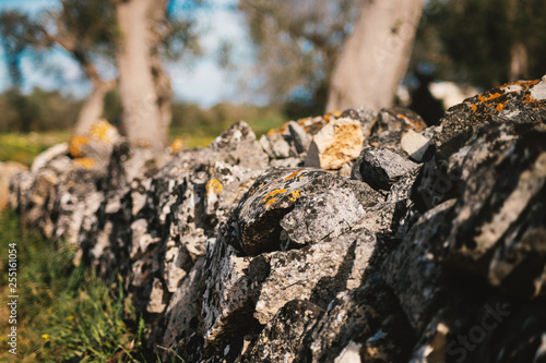 CloseUp Dry Stone Wall and Mediterranean Olive Trees in the foreground. Italian Landscape. Salento, Apulia, Italy