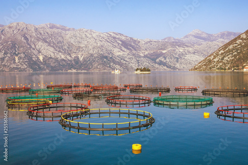 Fish farm in Adriatic Sea.  Beautiful Mediterranean landscape. Montenegro, Bay of Kotor