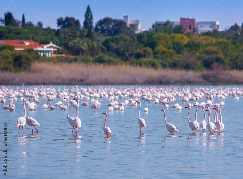 Fototapeta premium flock of birds pink flamingo on the salt lake in the city of Larnaca, Cyprus