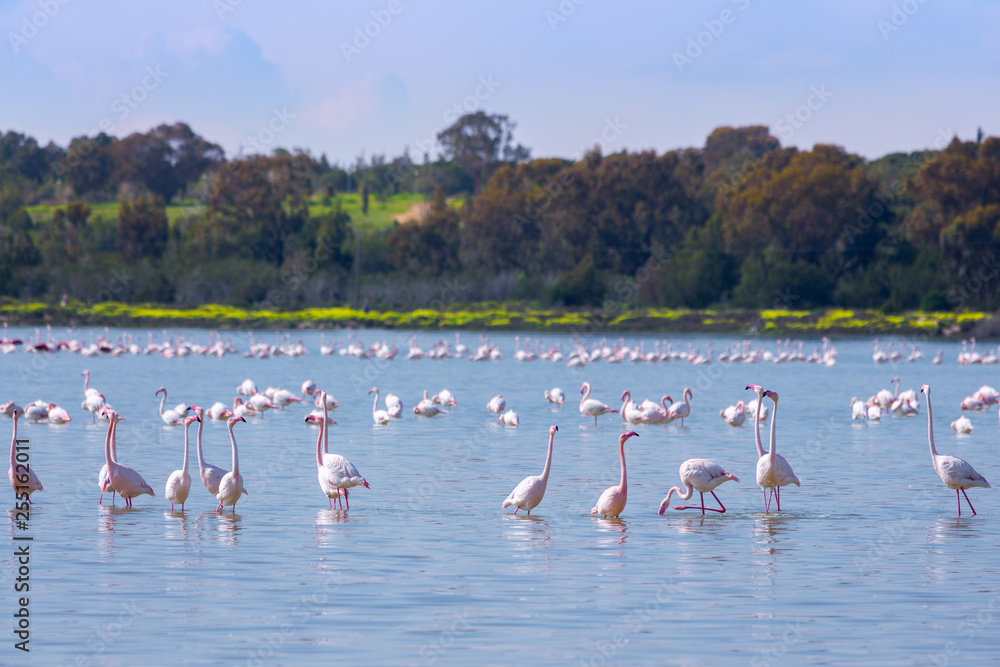 Fototapeta premium flock of birds pink flamingo on the salt lake in the city of Larnaca, Cyprus