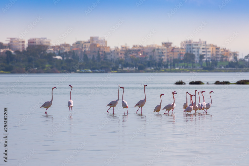 Naklejka premium flock of birds pink flamingo on the salt lake in the city of Larnaca, Cyprus