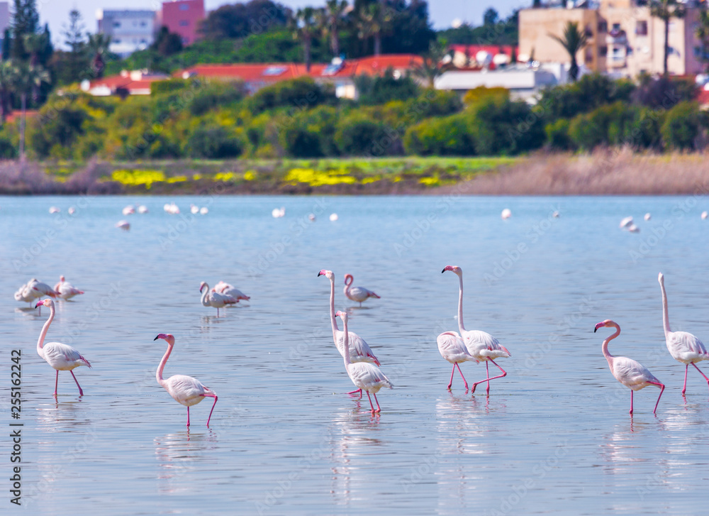 Obraz premium flock of birds pink flamingo on the salt lake in the city of Larnaca, Cyprus