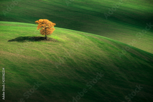 lonely tree, Val d'Orcia, Pienza, Siena, Tuscany, Italy photo