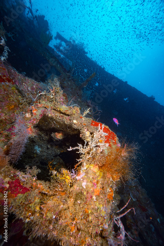 WWII Shipwreck full of corals with schools of fish, Honiara, Indonesia