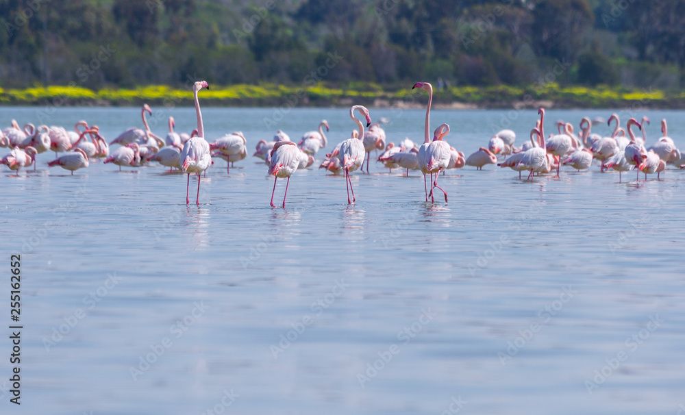 Obraz premium flock of birds pink flamingo on the salt lake in the city of Larnaca, Cyprus