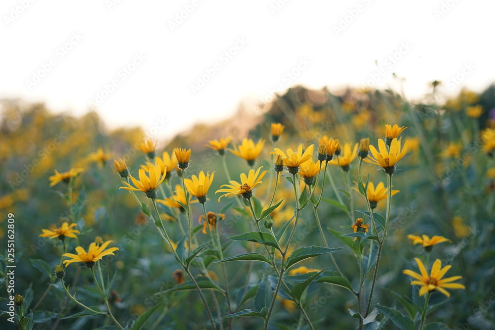 field of Jerusalem artichoke flower field of Jerusalem artichoke flower