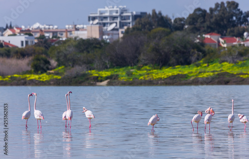 flock of birds pink flamingo on the salt lake in the city of Larnaca  Cyprus