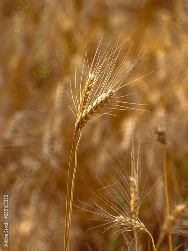 Fields of golden wheet