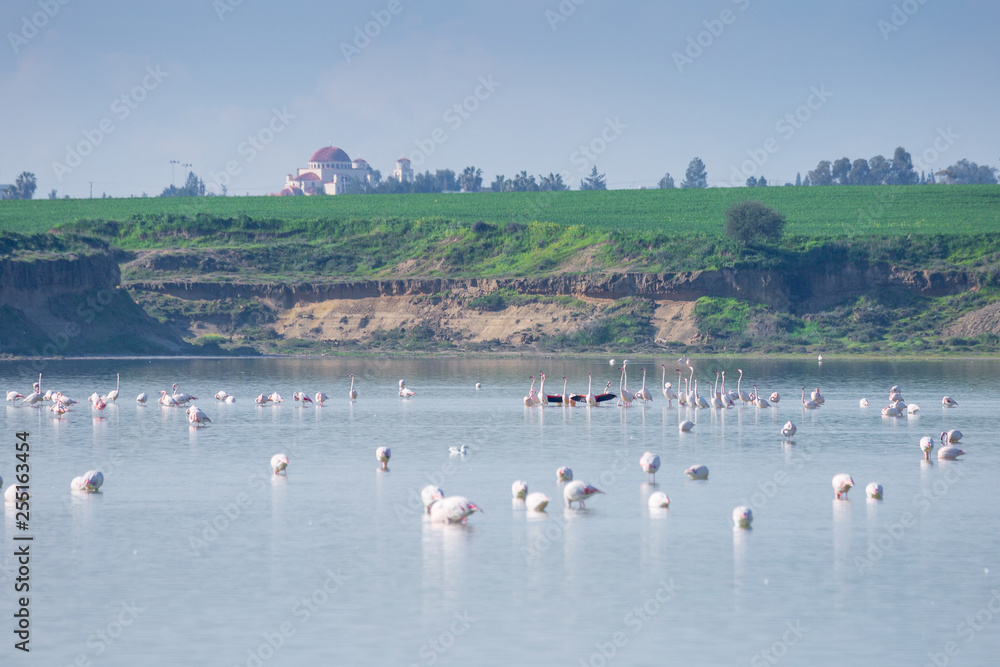 Fototapeta premium flock of birds pink flamingo on the salt lake in the city of Larnaca, Cyprus