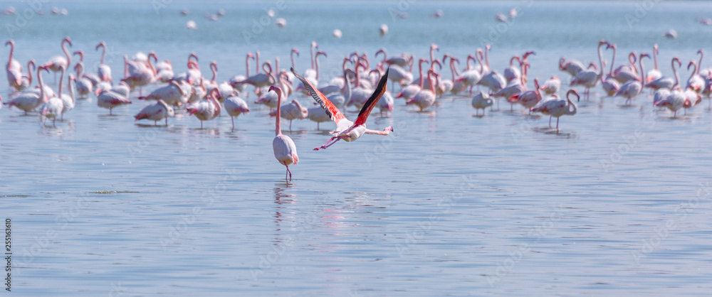 Fototapeta premium flock of birds pink flamingo on the salt lake in the city of Larnaca, Cyprus