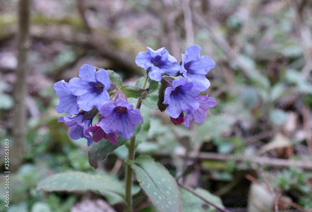 Flower of Pulmonaria officinalis is a genus of flowering plants in the family Boraginaceae, native to Europe and western Asia.Lungwort, common lungwort, Our Lady's milk drops in bloom.Edible ,healthy