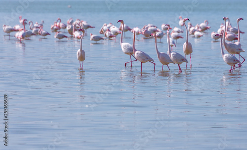 flock of birds pink flamingo on the salt lake in the city of Larnaca, Cyprus